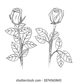Set of roses on a white background. Floral background.