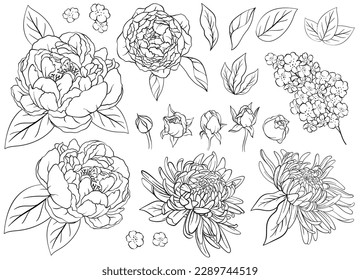 Set of roses, peonies and asters, Black and white. Vector illustration