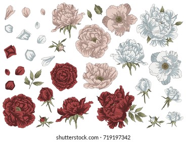 Set of roses, peonies, leaves, buds and petals in different colors