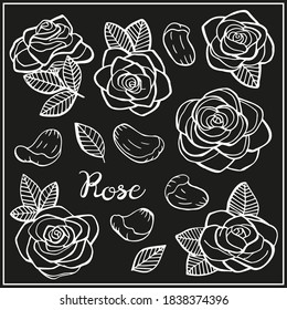 Set with roses, petals and leaves. Graphic hand drawn engraving style. Doodle illustration for packaging, menu cards, posters, prints.