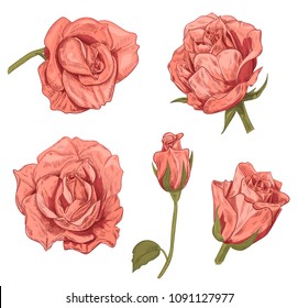Set of roses: pink, red flowers and buds on white background. Botanical illustration for design, hand draw sketch in engraving vintage style, collection for design, vector