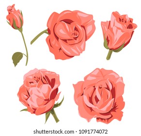 Set of roses, pink, red flowers and buds, green leaves on white background, digitally drawn illustration, collection for design, vector