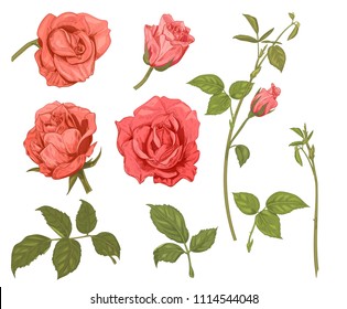 Set of roses: pink, red flowers and buds on white background. Botanical illustration for design, hand draw sketch in engraving vintage style, collection for design, vector