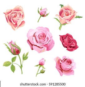 Set of roses, pink, red flowers and buds, green leaves on white background, digital draw illustration, collection for design, vector