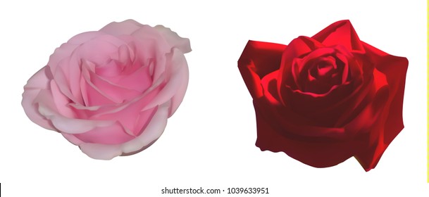 set of roses pink and red rose