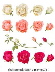 Set of roses: pink, red, white flowers, buds, green leaves, branches on white background. Botanical illustration, hand draw in watercolor vintage style, collection for design, vector