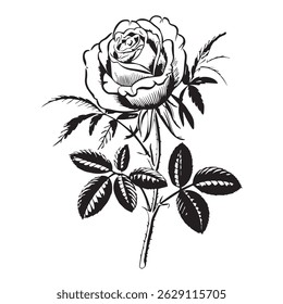 Conjunto de rosas siluetas y siluetas de rosas
