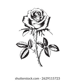 Rosen Silhouetten und Silhouetten von Rosen
