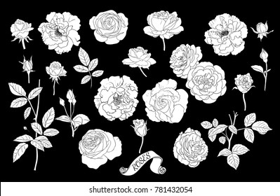 Set of rose's silhouettes . Linear vector drawing of flowers of roses, buds, stems and leaves. Isolated elements in sketch style.