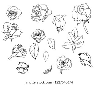 Set of roses. Sketch.