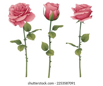 Set of roses with stem and leaves on an isolated background. Pink flower bud with leaves. Gift for valentines day, holiday, romance. spring illustration