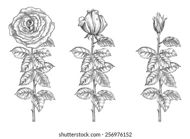 Set of roses. Vector roses from bud to full blossom at retro engraving style. 