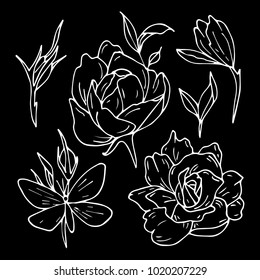 Set of roses vector illustration. Doodle style. Design, print, decor, textile, paper