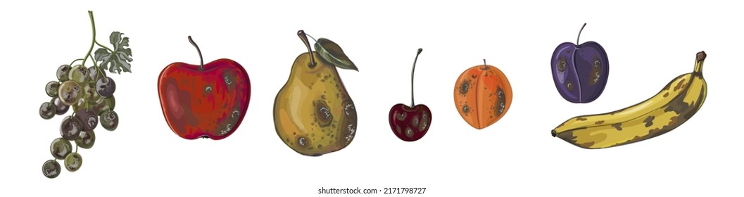 Set of rotten fruit-apple, pear, plum, apricot, cherry, grape, and banana. Fruit in cartoon style isolated on white background. Vector