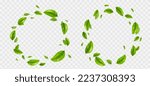Set of round green leaves frame png isolated on transparent background. Realistic vector illustration of circular wreath with fresh foliage. Symbol of mint freshness, organic product, natural beauty