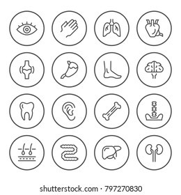 Set round line icons of human organs