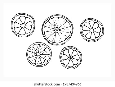 Set of round slices of citrus fruits: lemon, grapefruit, lime, tangerine, orange. Contour illustration of fruit in the doodle style, vector EPS10.