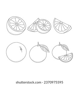 Set of round slices of citrus fruits grapefruit, tangerine, orange. Contour illustration of fruit in the doodle style isolated on white background