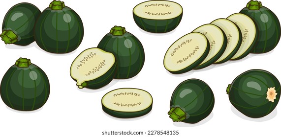 Set of Round Zucchini or Eight Ball squash. Cue Ball squash. Courgette or marrow. Summer squash. Cucubits. Fruits. Vegetables. Cartoon style. Vector illustration isolated on white background.