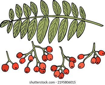 Set of rowan berries on white background. Vector image. Doodle style.