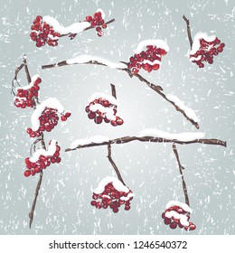 Set of rowan branches with the snow on them. Frozen tree branches, rowan berry, snowfall. Cartoon doodle style