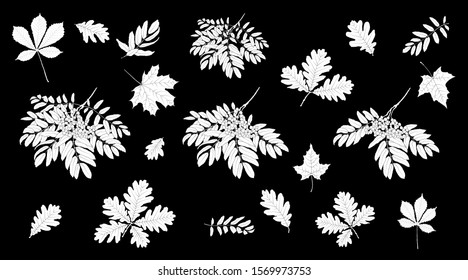 Set of rowan branches and white leaves on a black background