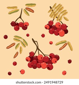 Conjunto de rama de árbol serrano con hojas y bayas aisladas sobre fondo blanco. Ilustración vectorial