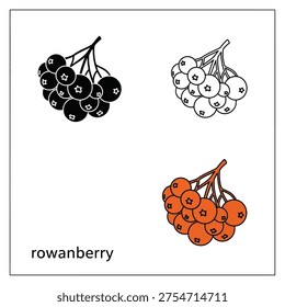 Set of rowanberry illustrations, displaying solid black, outline, and vibrant orange berry variations. Vector art.