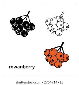 Set of rowanberry illustrations, displaying solid black, outline, and vibrant orange berry variations. Vector art.