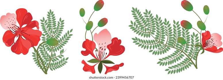 Set of royal gulmohar flowers.Peacock flowers. Flamboyant arvore. Isolated on a white background.Vector illustration.