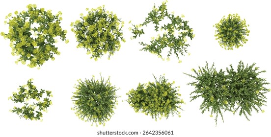 set of Rue plants on transparent background from the top view
