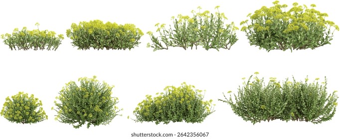 set of Rue plants on transparent background
