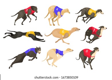 Set of running dog of different breed in coursing dress. Dog racing concept. Sporrt dog running fast in speed competition. Vector illustration in cartoon style