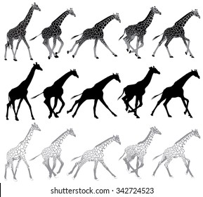 Set of running and walking giraffes  Illustration 