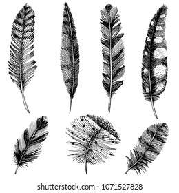Set of Rustic realistic feathers of different birds, owls, peacocks, ducks. engraved hand drawn in old vintage sketch. Vector illustration.