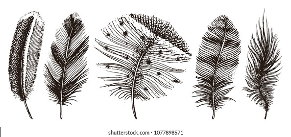 Set of Rustic realistic feathers of different birds, owls, peacocks, ducks. engraved hand drawn in old vintage sketch. Vector illustration.