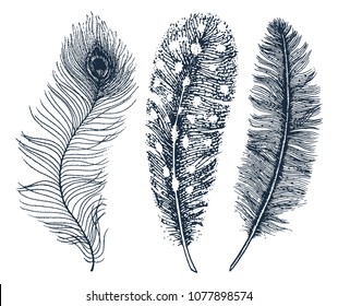 Set of Rustic realistic feathers of different birds, owls, peacocks, ducks. engraved hand drawn in old vintage sketch. Vector illustration.