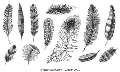 Set of Rustic realistic feathers of different birds, owls, peacocks, ducks. engraved hand drawn in old vintage sketch. Vector illustration.