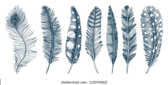 Set of Rustic realistic feathers of different birds, owls, peacocks, ducks. engraved hand drawn in old vintage sketch. Vector illustration.