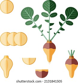 Set of rutabaga for banners, flyers, posters, cards. Whole, half, quarter, slices of Swedish turnip. Root of swede. Flat style. Root vegetables. Vector illustration isolated on white background.