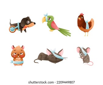 Set of sad sick animals. Unhappy dog, parrot, hen, hamster, cat, mouse wounded or after surgery pet animals cartoon vector illustration