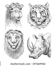 set of safari head animals, black and white sketch drawing of rhinoceros, camel, lion and tiger, isolated on white background