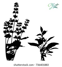 Set of sage. Flowers on stems with leaves. Medicinal plant. Silhouette. Detailed vector illustration.