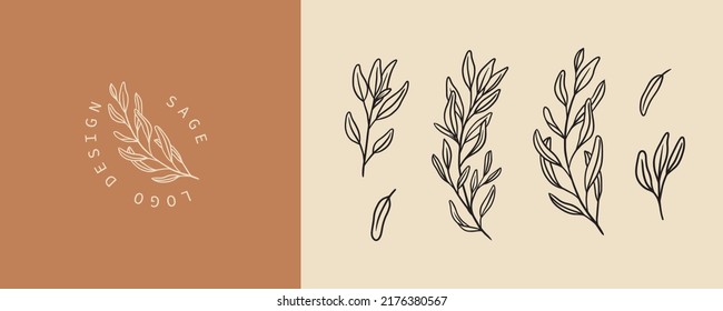 Set of sage plant illustration and badges logo template. Minimalist Stamp labels for tag with isolated common sage leaves. Hand drawn natural sign for tag product in simple rustic design.  