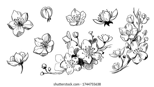 Set of sakura blossom. Sakura branch with flowers. Vector outline
