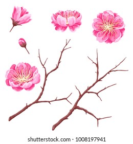 Set of sakura buds or cherry blossom and branches. Japanese blooming flowers.