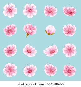 Sakura-Set. Kirsche mit blühenden Blumen. Japan blüht. EPS10 Vektordatei enthalten