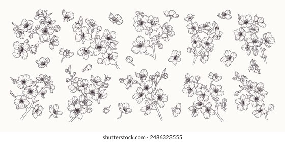 Set of sakura flower branch hand drawn black floral sketch. Cherry blossom japanese twigs line art. Spring botanical petal, leaves. Bloom asian plant vector illustration in outline style