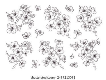 Set of sakura flower branch hand drawn black floral sketch. Cherry blossom japanese twigs line art. Spring botanical petal, leaves. Bloom asian plant vector illustration in outline style