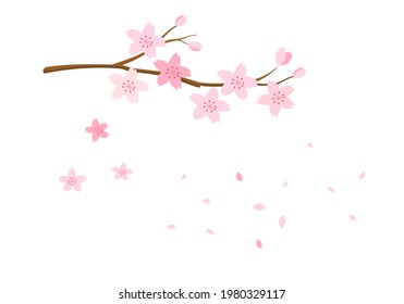 Set of Sakura flower icons, branch and falling petals isolated on white background vector illustration.